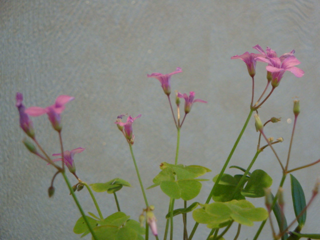 DSC04062.JPG