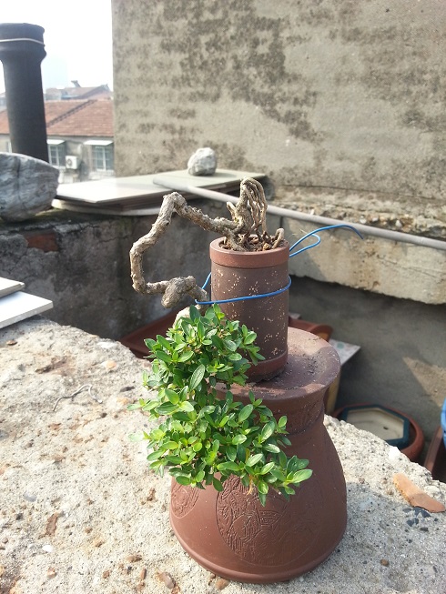 20130601_085946.jpg