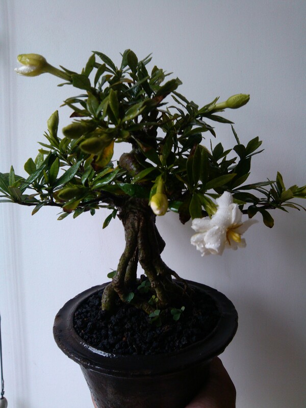 IMG20130606141939.jpg