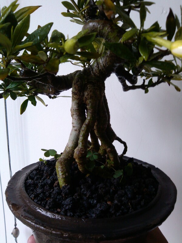 IMG20130606142010.jpg