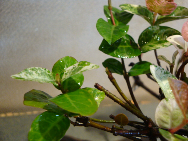 DSC04142.JPG