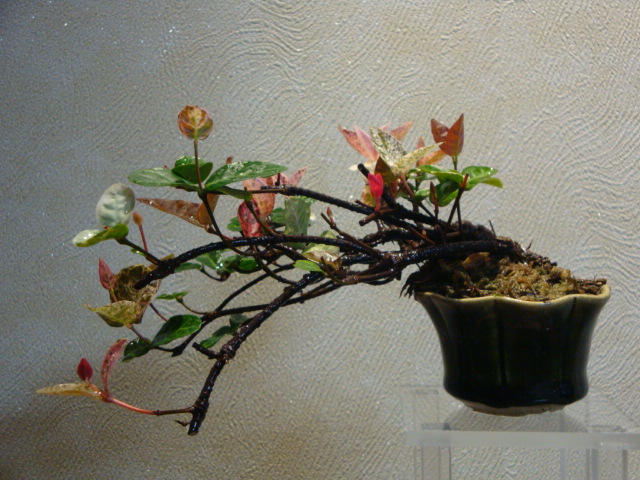 DSC04132.JPG