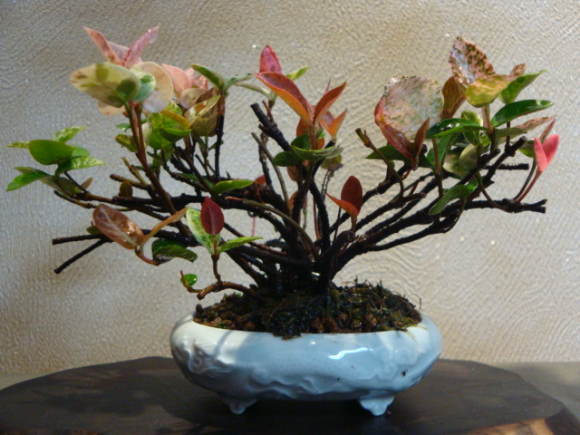 DSC04133.JPG