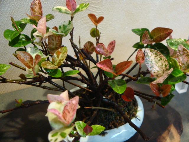 DSC04136.JPG