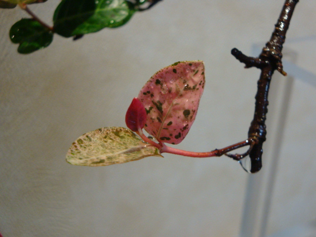 DSC04137.JPG