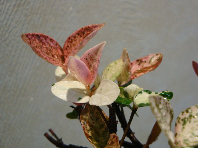 DSC04138.JPG