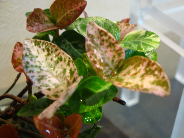 DSC04139.JPG