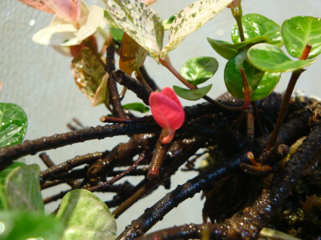 DSC04141.JPG