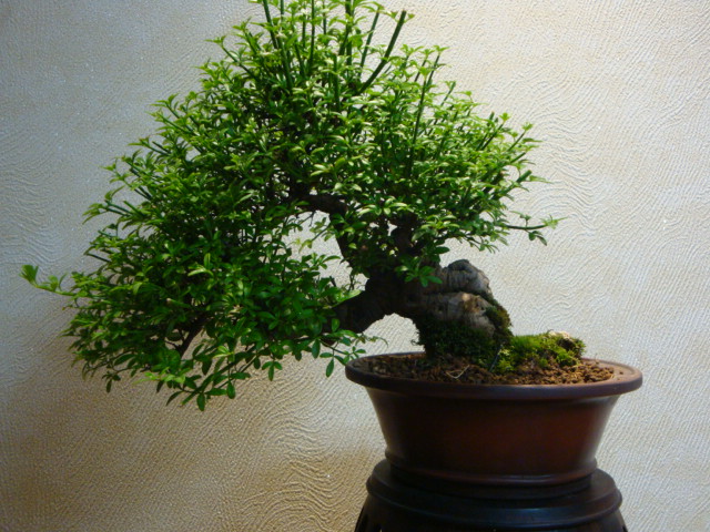 DSC03988.JPG