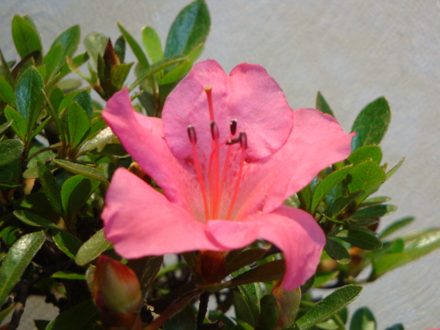 DSC04129.JPG