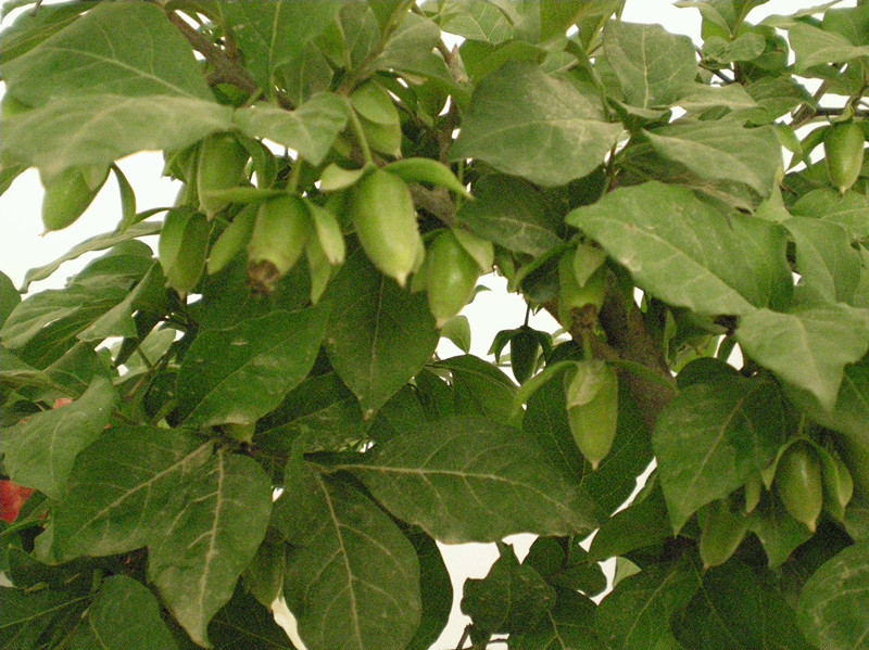 DSCN2568_.jpg