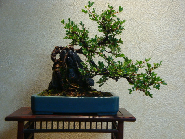 DSC04020.JPG
