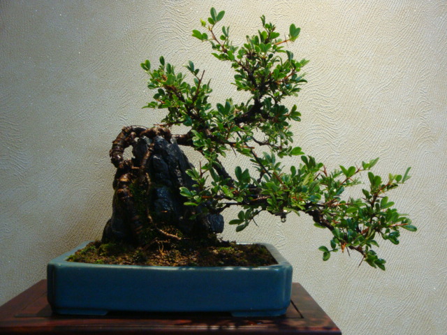 DSC04021.JPG