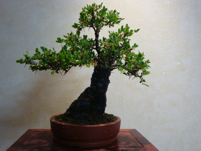 DSC04025.JPG