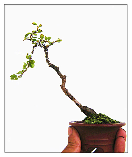 DSCN2624_.jpg