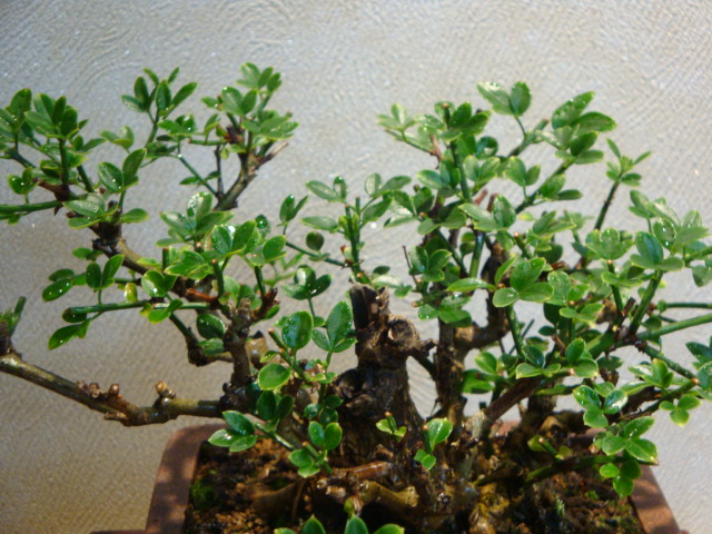 DSC04032.JPG