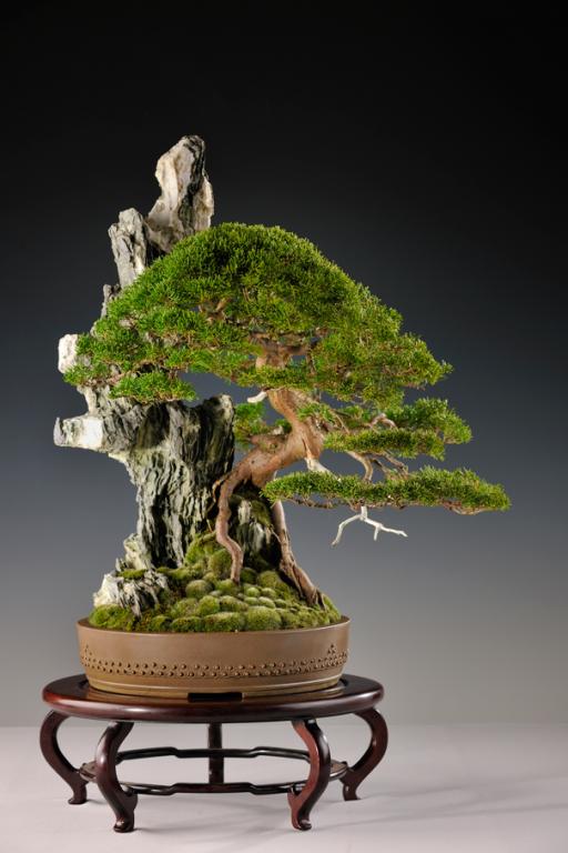 image_1117_gallery-various-bonsai.jpg