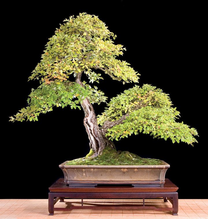 kevin_willson_bonsai_0_1.jpg