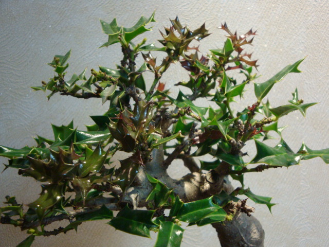 DSC04110.JPG