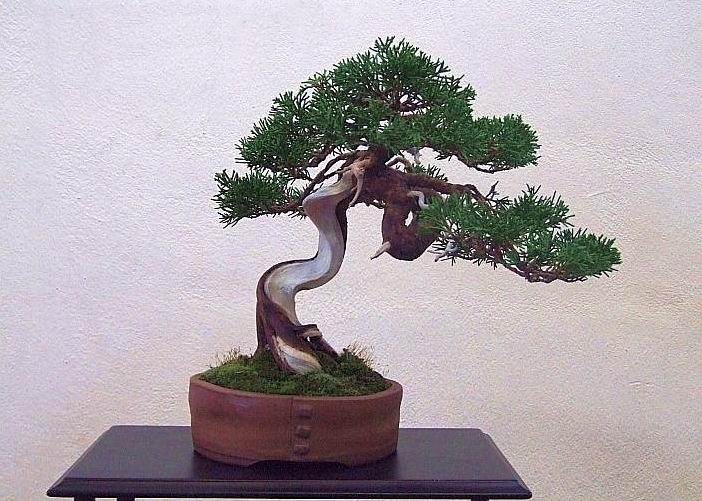 Bonsa0rus chinensis shohin Hans Vleugels 1.jpg