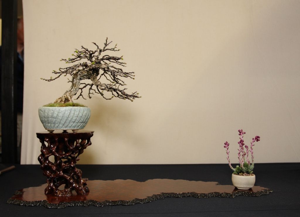 Shohin UK 2013 007.jpg