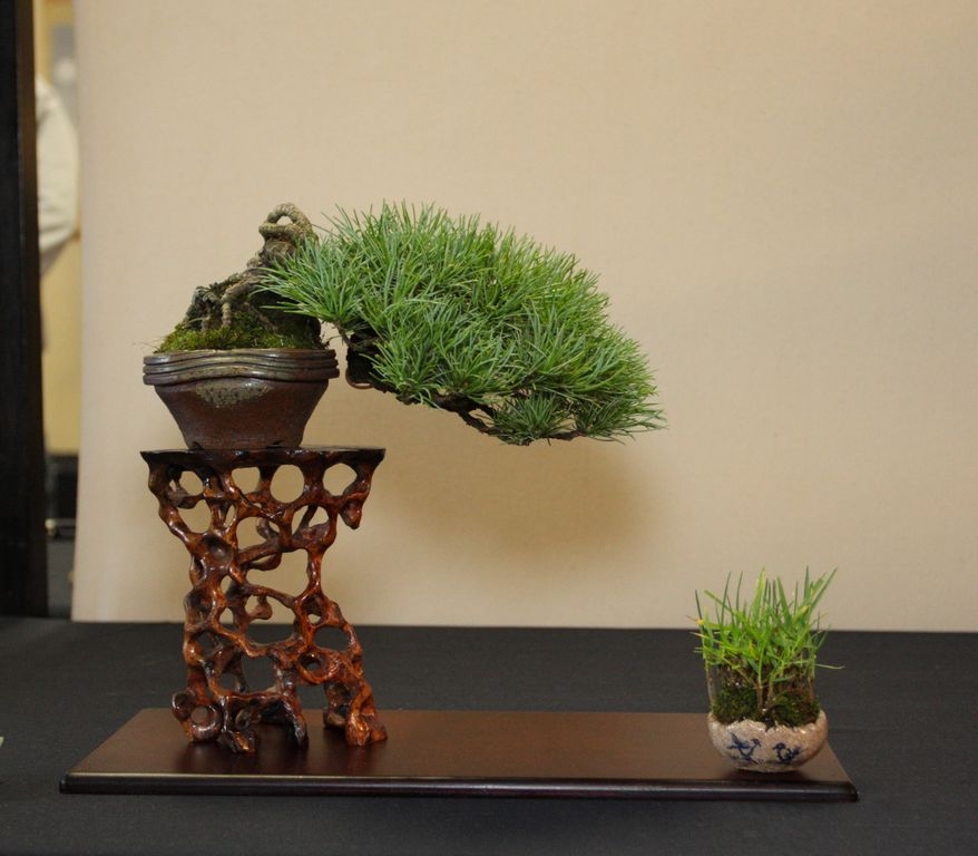 Shohin UK 2013 009.jpg