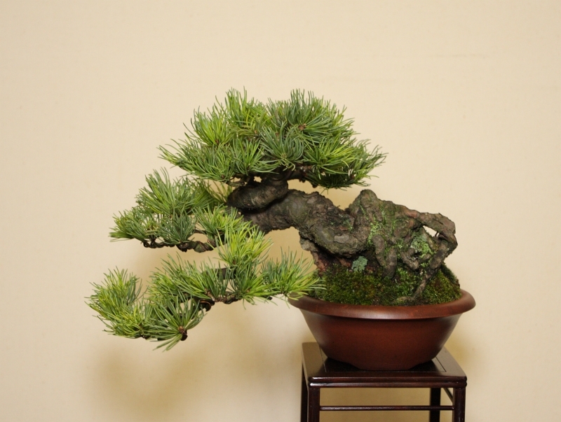 Shohin UK 2013 JB Goyo.jpg