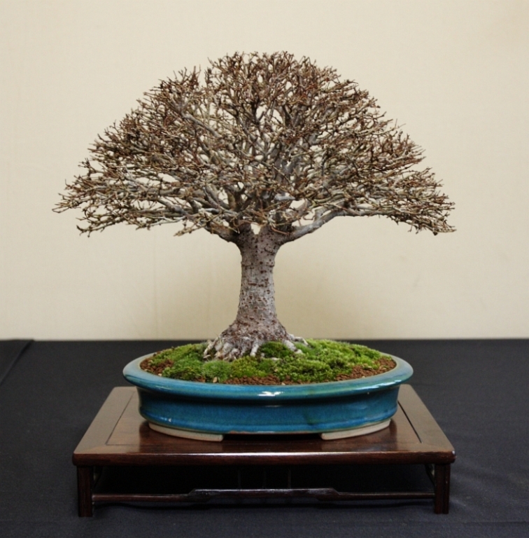 Shohin UK 2013 Our Zelkova.jpg