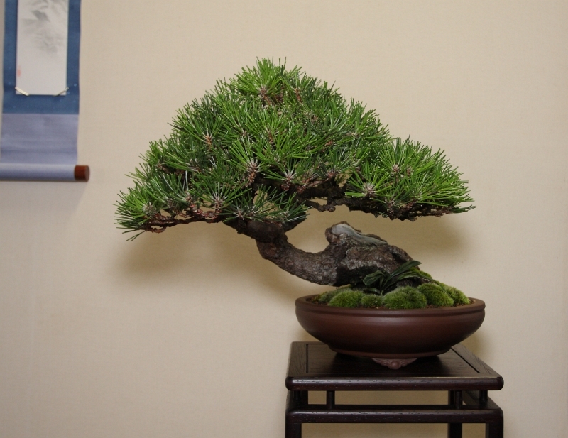 Shohin UK Award - Best Chuhin Display -Martin Shepherd- Black Pine IMG 2608.jpg