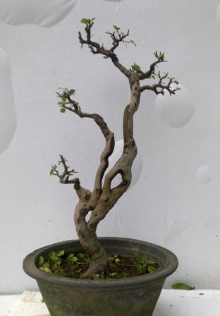 20130611346.jpg