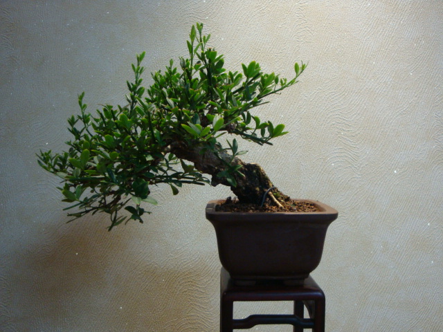 DSC04039.JPG