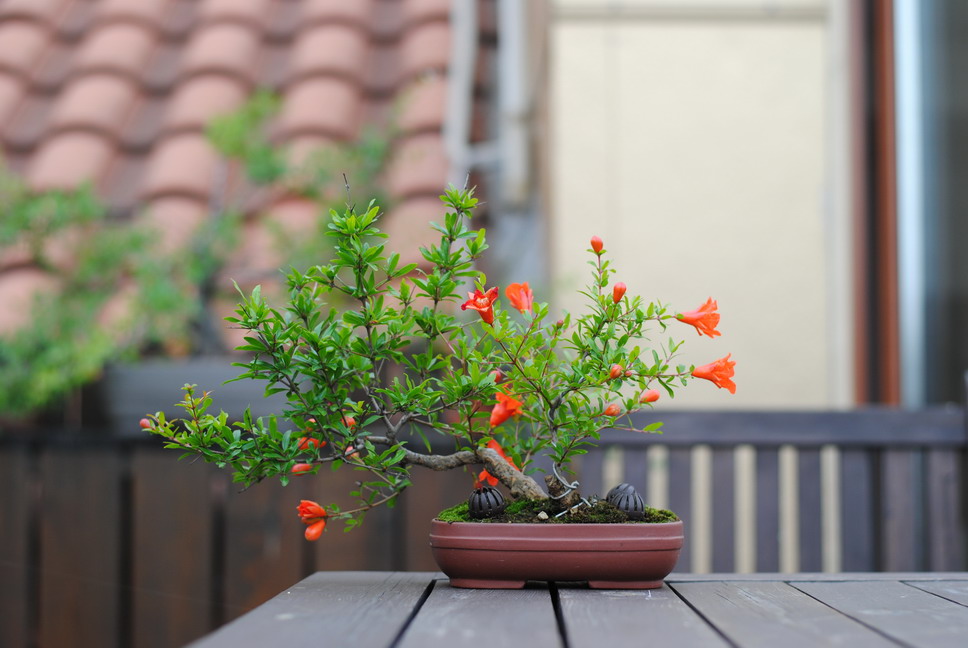DSC_1620.jpg