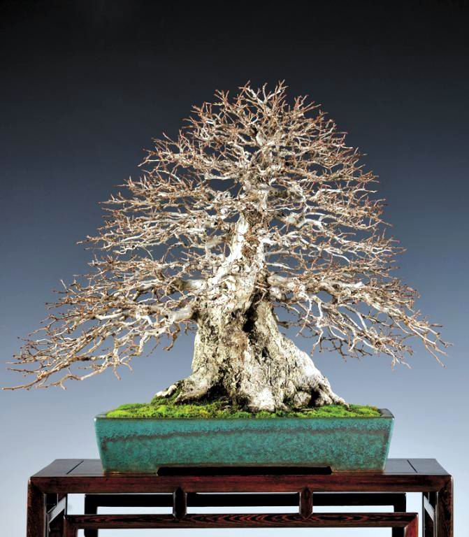 image_1114_gallery-various-bonsai.jpg