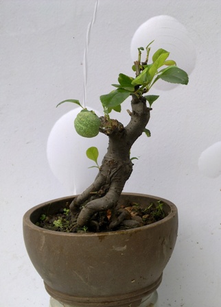 20130613363.jpg