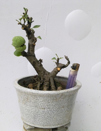 20130613366.jpg