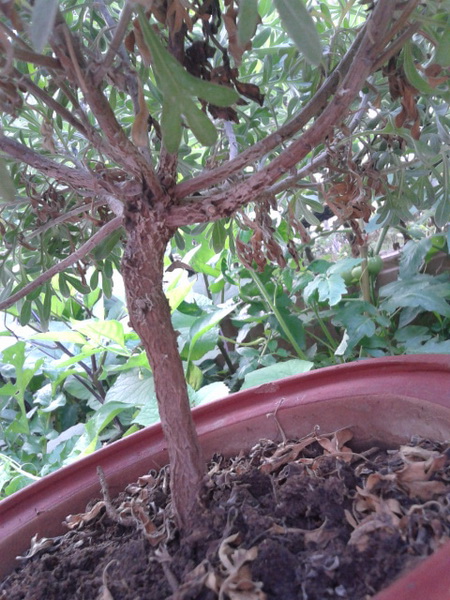 20130614_072642_С.jpg