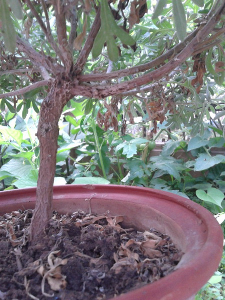 20130614_072644_С.jpg