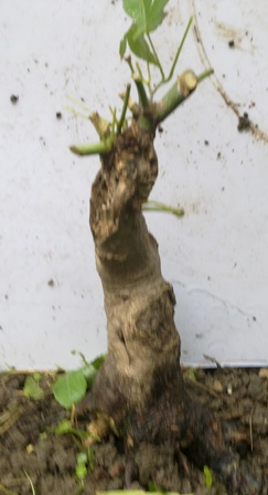 20130614375.jpg