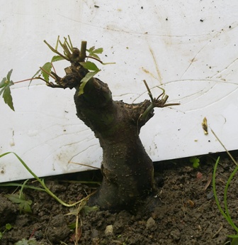 20130614376.jpg