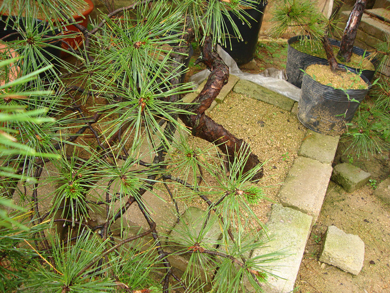 DSC01158_.jpg