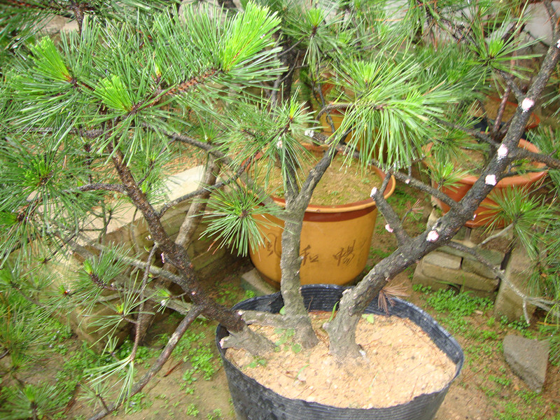 DSC01155_.jpg