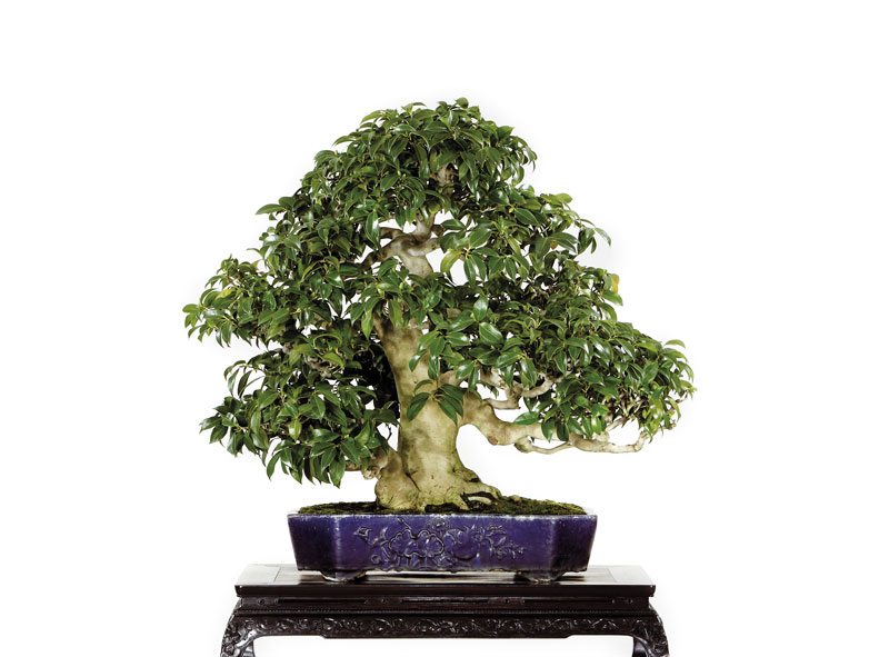 image_1343_shohin-bonsai-of-japan.jpg