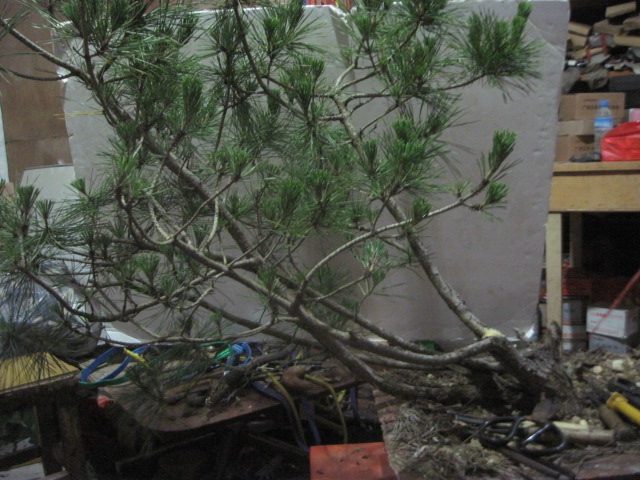 13-06-21 001.jpg