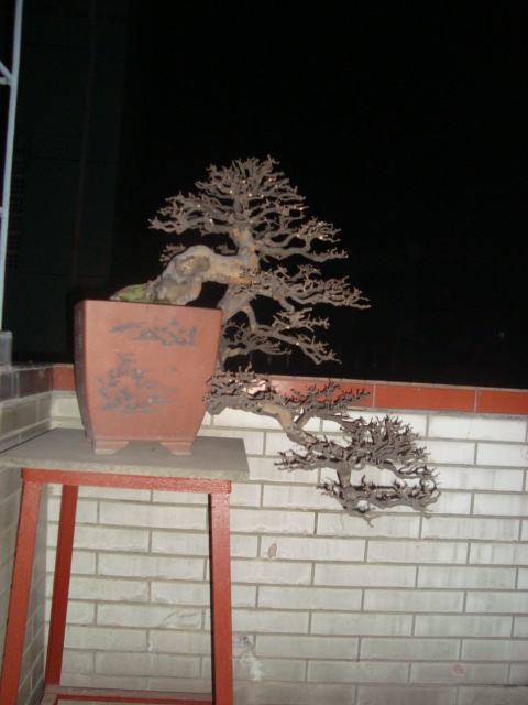 ת DSC02627.JPG