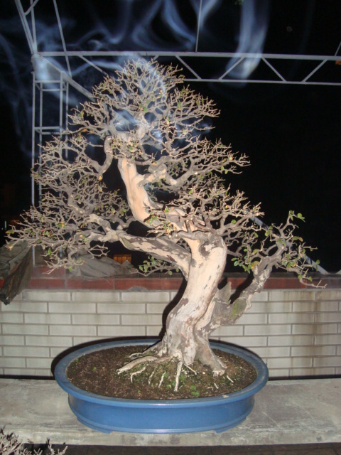 ת DSC02619.JPG