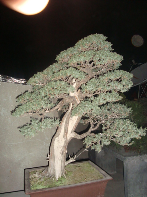 ת DSC02630.JPG