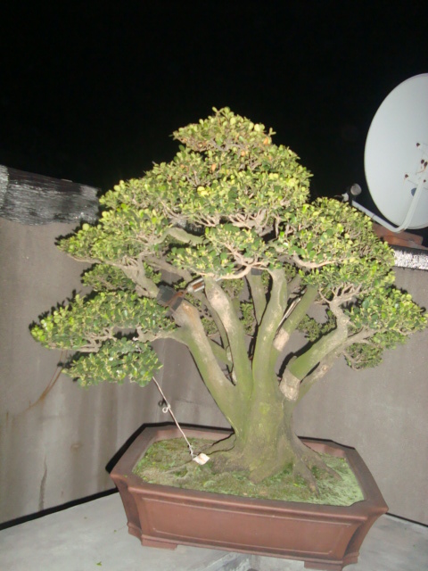 ת DSC02638.JPG