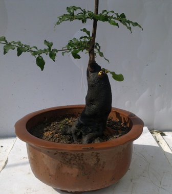 20130621443.jpg