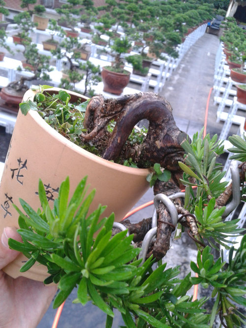 2013-06-21 18.32.22.jpg
