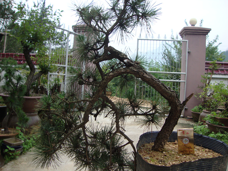 DSC01185_.jpg